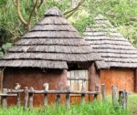 African Thatch